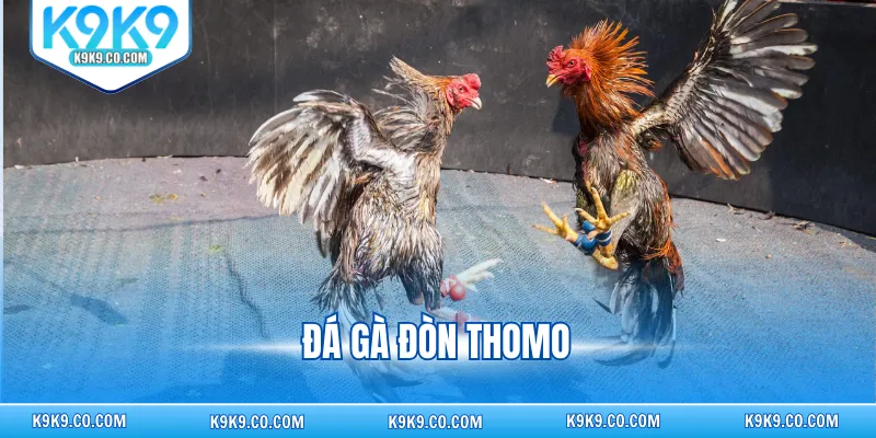 Đá gà đòn thomo