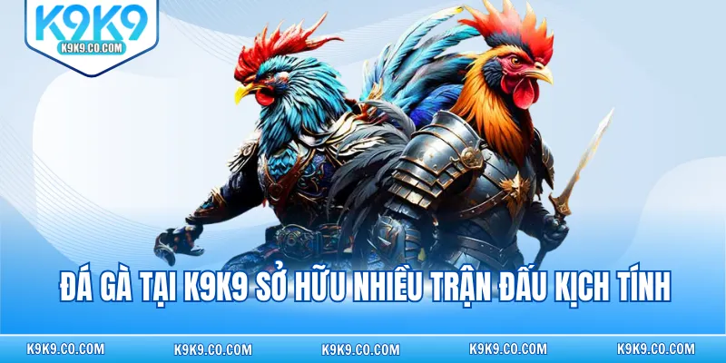 Đá gà tại K9K9 sở hữu nhiều trận đấu kịch tính