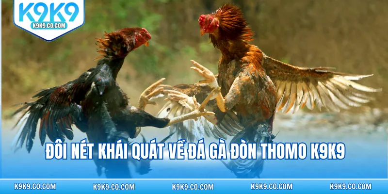 Đôi nét khái quát về đá gà đòn Thomo K9K9