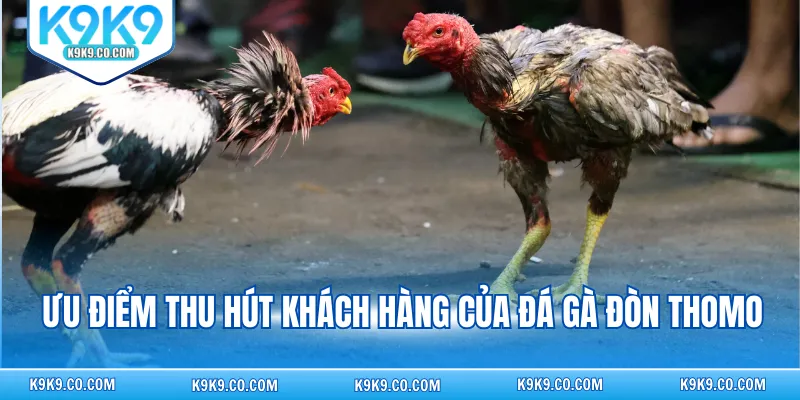 Ưu điểm thu hút khách hàng của đá gà đòn Thomo